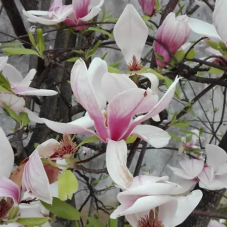 Lejlighed La Magnolia